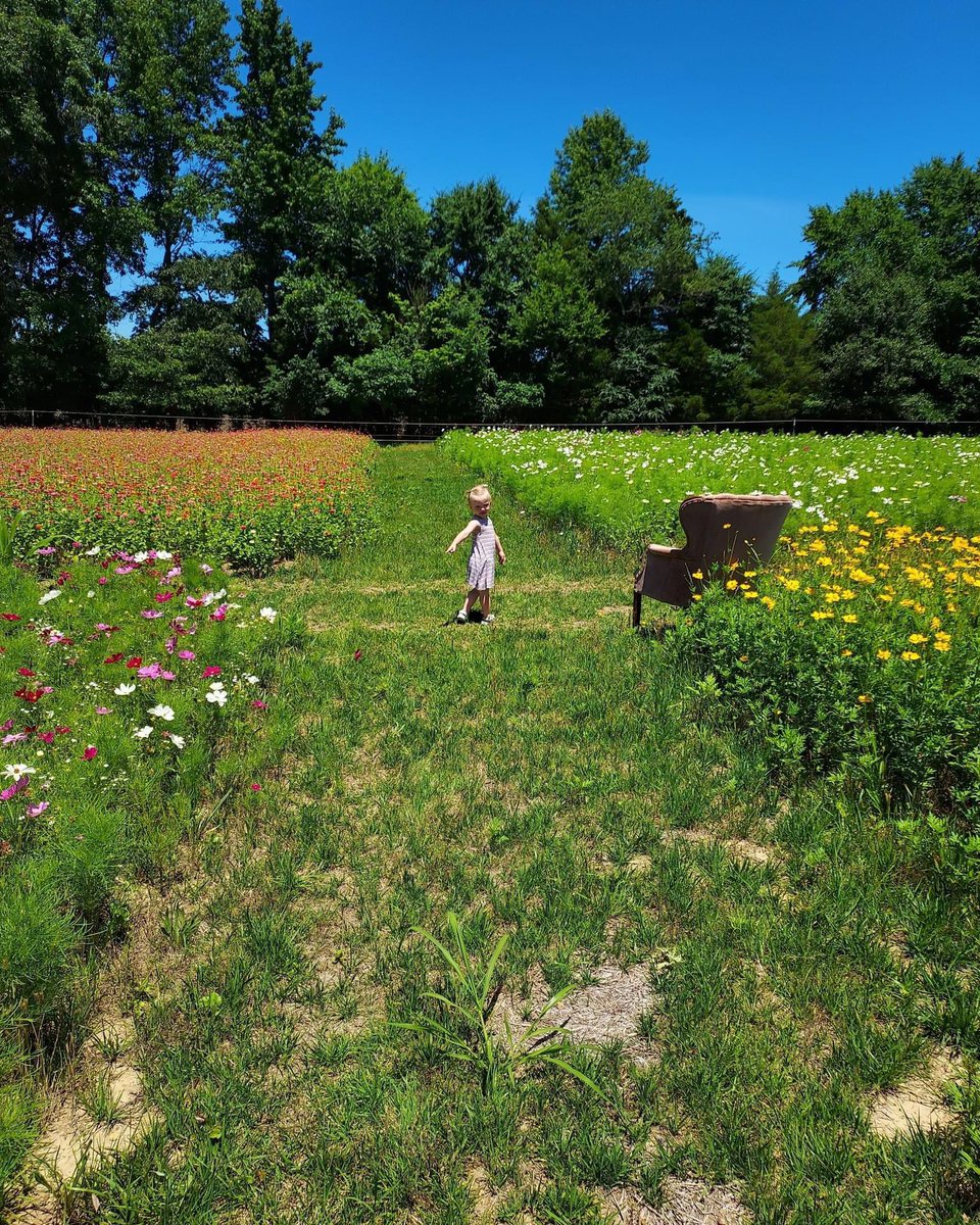 Say “Good morning!” to Morning Glory Farm in Calloway County.

You can find Morning Glory Farm on Facebook.

#KYGrownCutFlowers #KYGrownCutFlowerMonth #KYFlowerFarmer #LocalFlowers #farmerflorist