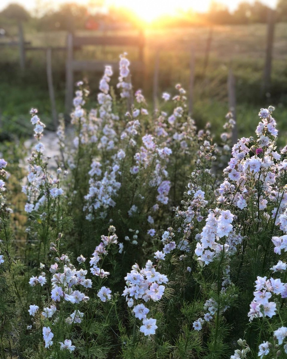 Introducing Blossom and Harvest in Owen County!

Follow Blossom and Harvest on Facebook, Instagram (@blossomandharvest), and on their website: blossomandharvest.com.

#KYGrownCutFlowers #KYGrownCutFlowerMonth #KYFlowerFarmer #LocalFlowers #farmerflorist