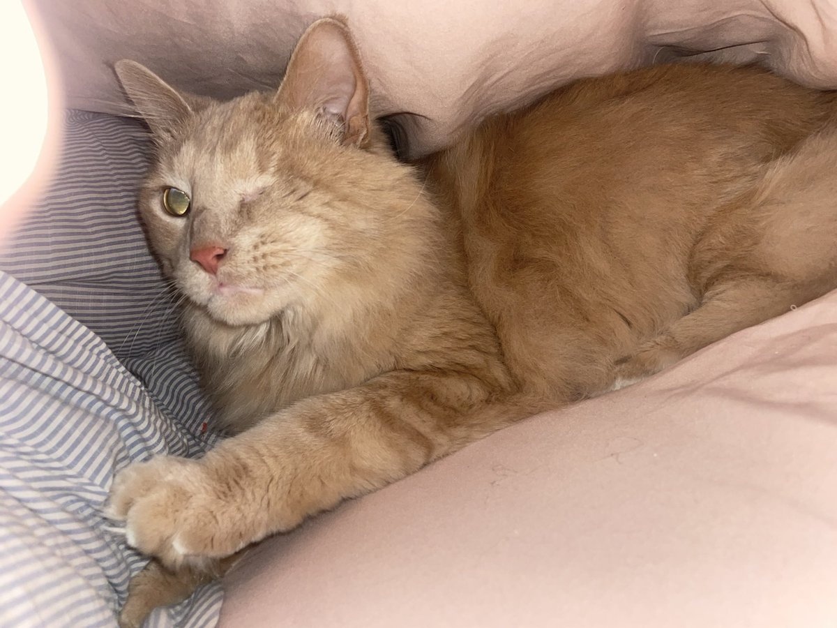 megjohns95's tweet photo. My new favorite picture of Gus Gus 

under the covers 🩷 https://t.co/MlQhI1atdm