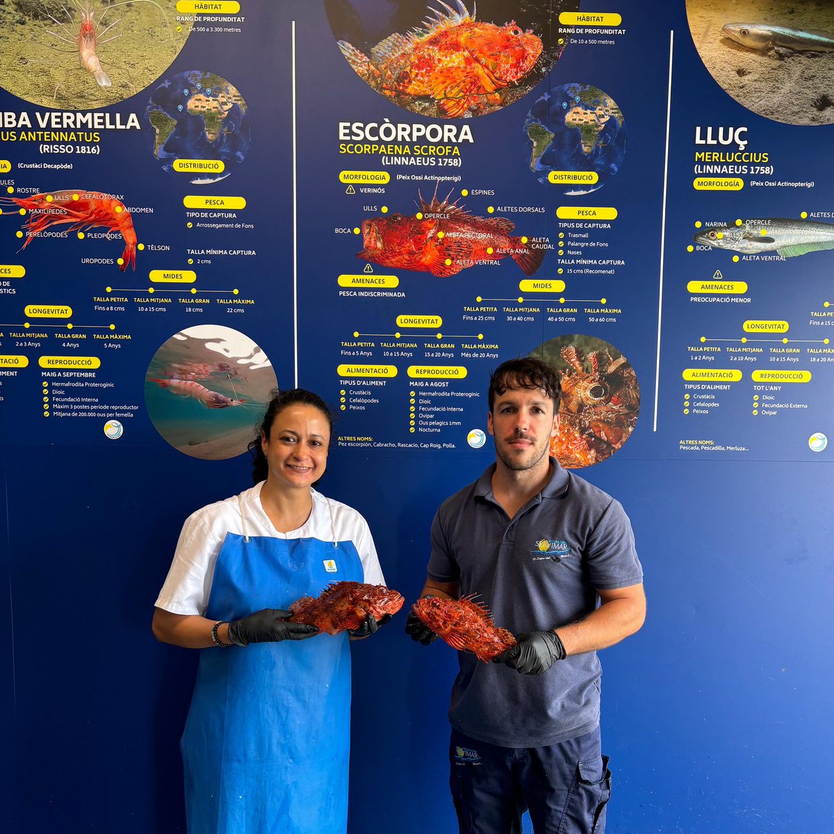 🌅🔱 L’escòrpora de Roses, gaudeix del seu sabor únic i intens. 🌊

Cabracho de Roses, una de nuestras joyas gastronómicas 🌊

#EscòrporaDeRoses #SaborsDelMar #RosesGastronomia #cabracho #peixateriapescadorsderoses