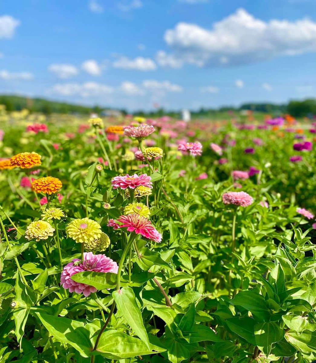 Get to know Roots+Blooms at Laurel Creek Farms!

Follow Roots + Blooms at Laurel Creek Farms on Facebook, Instagram (@laurelcreekfarms), and their website: laurelcreekfarmsky.com.

#KYGrownCutFlowers #KYGrownCutFlowerMonth #KYFlowerFarmer #LocalFlowers #farmerflorist