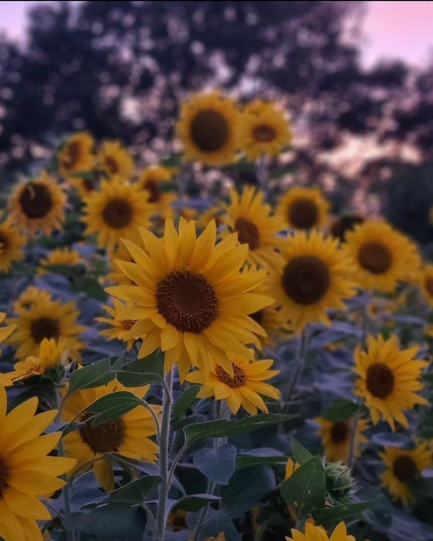 For our final farm feature of 2024 July Cut Flower Month we head to Uproot Blooms in Oldham County!

Follow Uproot Blooms on IG/FB (@uproot.blooms) and their website uprootblooms.com.

#KYGrownCutFlowers #KYGrownCutFlowerMonth #KYFlowerFarmer #LocalFlowers #farmerflorist