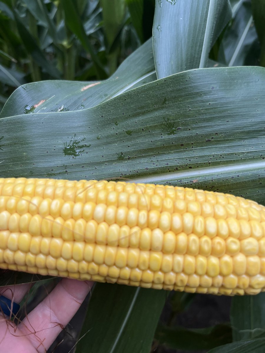 Tar spot incidence is pretty high (find it all over) but severity is low. Going to be interesting to see if it has impact this year.