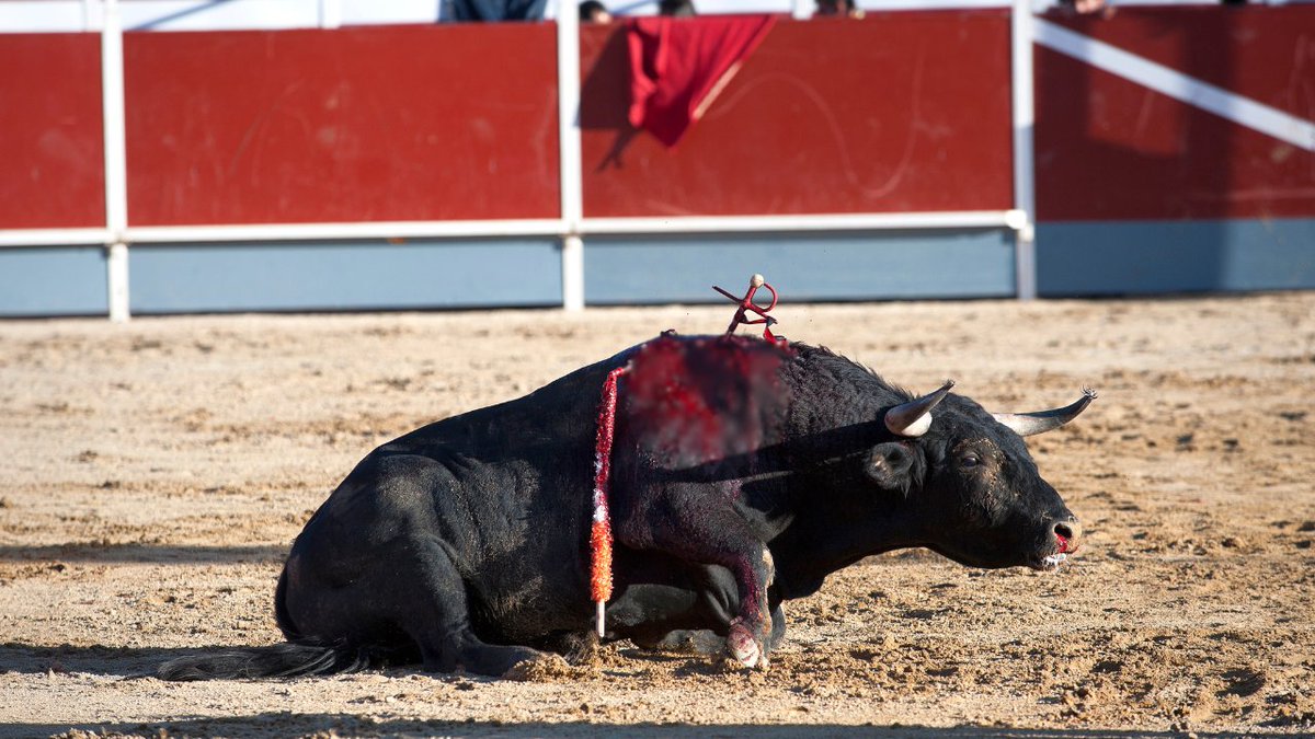 FBB_Officiel's tweet image. #StopCorrida

🐃 Cela ne fait pas la une des journaux, mais la saison des corridas a repris, et ce, jusqu'à mi-septembre.

Orthez, Bayonne, Dax, Mont-de-Marsan… Les villes taurines du Sud-Ouest se sont mises aux couleurs de la corrida, donc de la torture, du sang et de la
