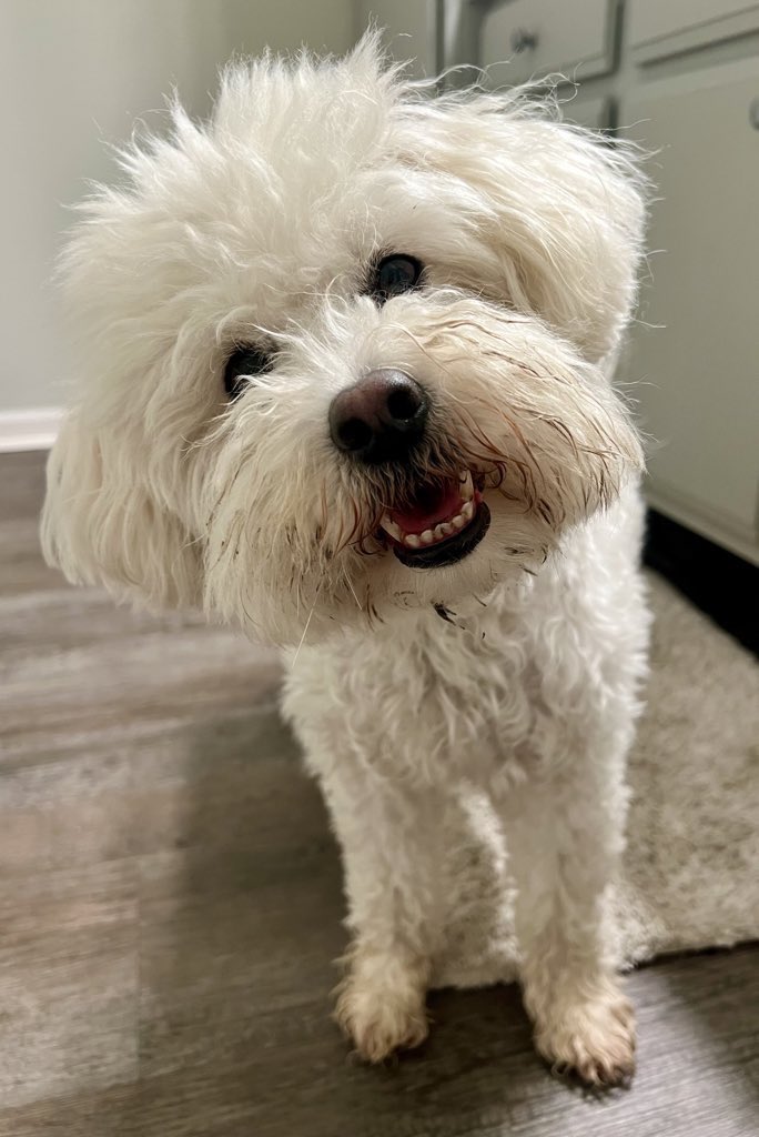 TheEmmapreneur's tweet photo. Pro-tip power move to getting whatever you want in life: βThe Head-tiltβ π€πΆ
#PUPPYSPAM #dirtybeard https://t.co/w9dPE0Wceb