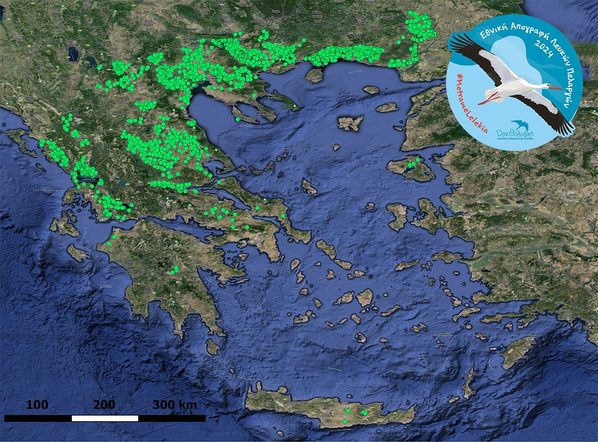 ornithologiki's tweet image. ⬆️ Η Απογραφή Λευκών Πελαργών ολοκληρώθηκε και τα πρώτα αποτελέσματα είναι ενθαρρυντικά!
Καταγράφεται αύξηση 30-40% στον αριθμό των ζευγαριών που φωλιάζουν στην ελληνική ύπαιθρο ενώ ενδιαφέρον παρουσιάζει η εξάπλωση του είδους νοτιότερα: bit.ly/3WJic4C #MetrameLelekia