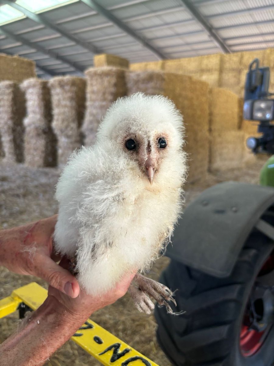 This week has been very exciting! A family of beautiful barn owls ringed by qualified ecologist <a href="/chas_holt/">Chas Holt 🌍🇺🇦</a> in the cluster! <a href="/KentWildlife/">Kent Wildlife Trust</a> #farmerclusters #farmingforwildlife #wildlife