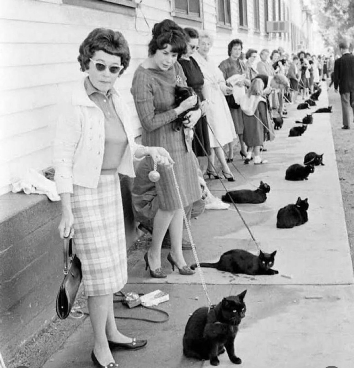 spudislander45's tweet image. Lined up early for voting. #WomenAgainstTrump #OurBodies #AmericanElection #CatLadiesTakeTrumpByStorm