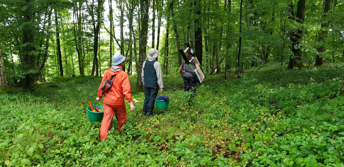 EkoLogIt's tweet image. Setting up microclimate loggers (air &amp;amp; 💧 T°C) in riparian forests in Picardy (Thierache area, Aisne) 🇨🇵 as part of @yuna_legouef&apos;s PhD thesis w/ great help &amp;amp; support from @GandiagaF (#MaCCMiC postdoc @UMR_EDYSAN) &amp;amp; @DainKK, doing a one-year sabbatical @UMR_EDYSAN