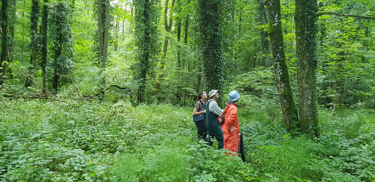 EkoLogIt's tweet image. Setting up microclimate loggers (air &amp;amp; 💧 T°C) in riparian forests in Picardy (Thierache area, Aisne) 🇨🇵 as part of @yuna_legouef&apos;s PhD thesis w/ great help &amp;amp; support from @GandiagaF (#MaCCMiC postdoc @UMR_EDYSAN) &amp;amp; @DainKK, doing a one-year sabbatical @UMR_EDYSAN