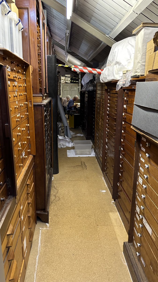 Corfu Butterfly Conservation tweet media