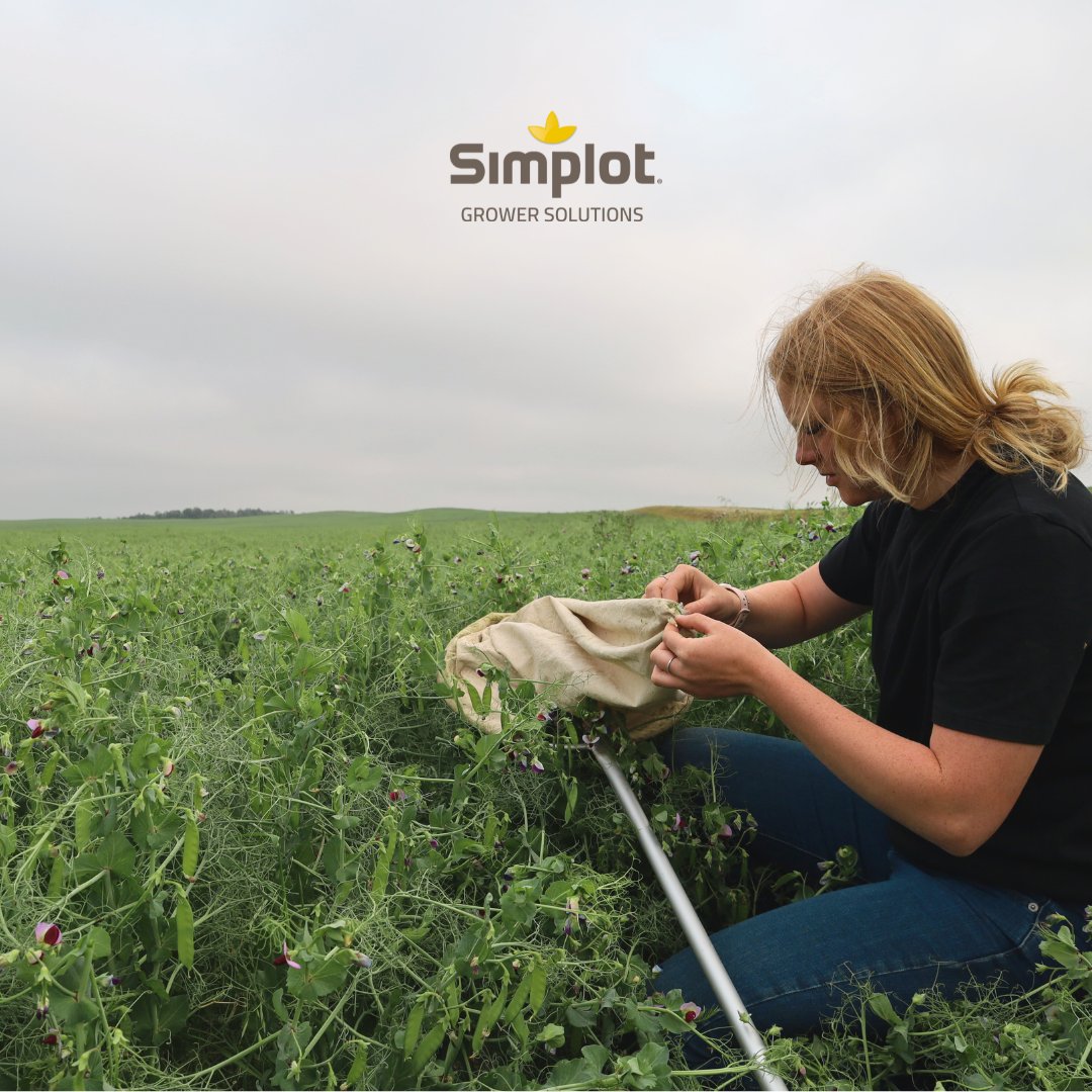 Aphids are a potential threat to pulse crops throughout Saskatchewan and Alberta. Our SGS Canada Agronomy Team has been busy scouting for Aphids. 

Contact your Local Simplot Grower Solutions Retail for how to control this pest.