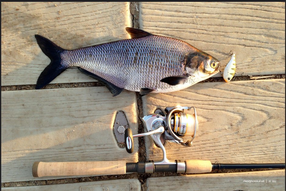 bestfishcare's tweet image. 🎣🎣Gizzard Shad Fishing Adventures 🐟 🐟 
Does that work for you? If you need any changes or additional suggestions, let me know! 

#gizzard #gizzardshad #gizzardshadfishing #gizzards #fishing #fishinglife #fishingnew #fishingtrip #uk #usafishing #usa #canada #canadafishing