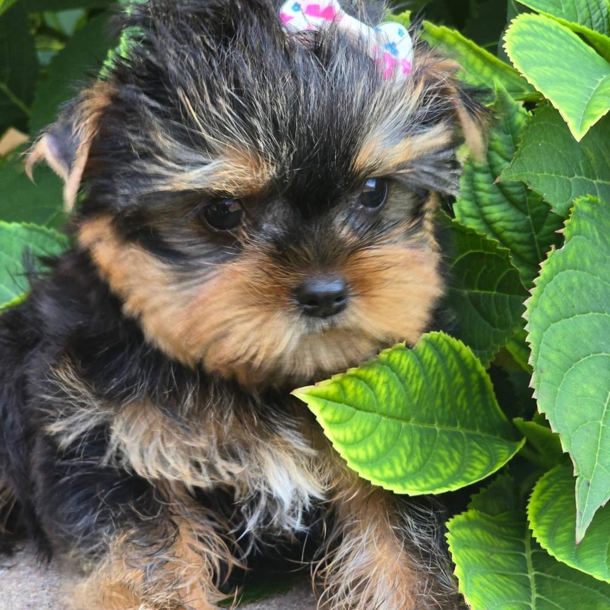poshablepupschi's tweet photo. Lil 💙 ❤️babies‼️ Have you Seen Anything Cuter ⁉️  Please Like and Share❤️
https://t.co/UVjBKv6bAS
https://t.co/gB5B6yPO3y
#yorkiepuppieschicagopuppiesofig #puppielove #puppiesforall #puppies🐶 #cutepuppies #yorkiepuppieschicago #yorkiebreeder #yorkiepuppies https://t.co/diP0lHbgFc