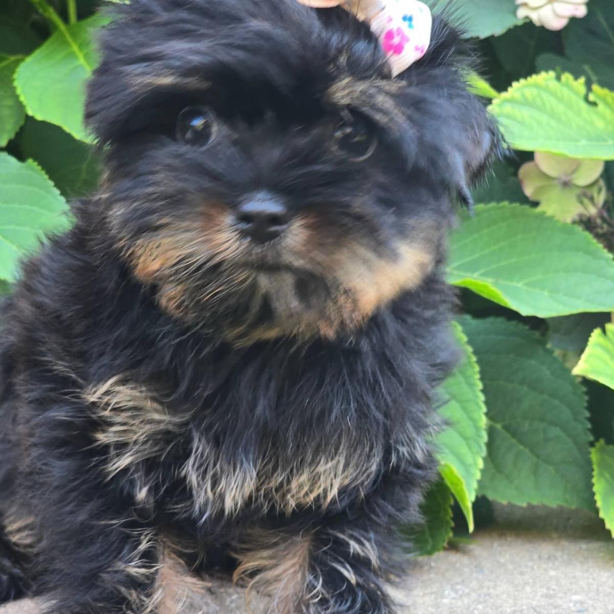 poshablepupschi's tweet photo. Lil 💙 ❤️babies‼️ Have you Seen Anything Cuter ⁉️  Please Like and Share❤️
https://t.co/UVjBKv6bAS
https://t.co/gB5B6yPO3y
#yorkiepuppieschicagopuppiesofig #puppielove #puppiesforall #puppies🐶 #cutepuppies #yorkiepuppieschicago #yorkiebreeder #yorkiepuppies https://t.co/diP0lHbgFc