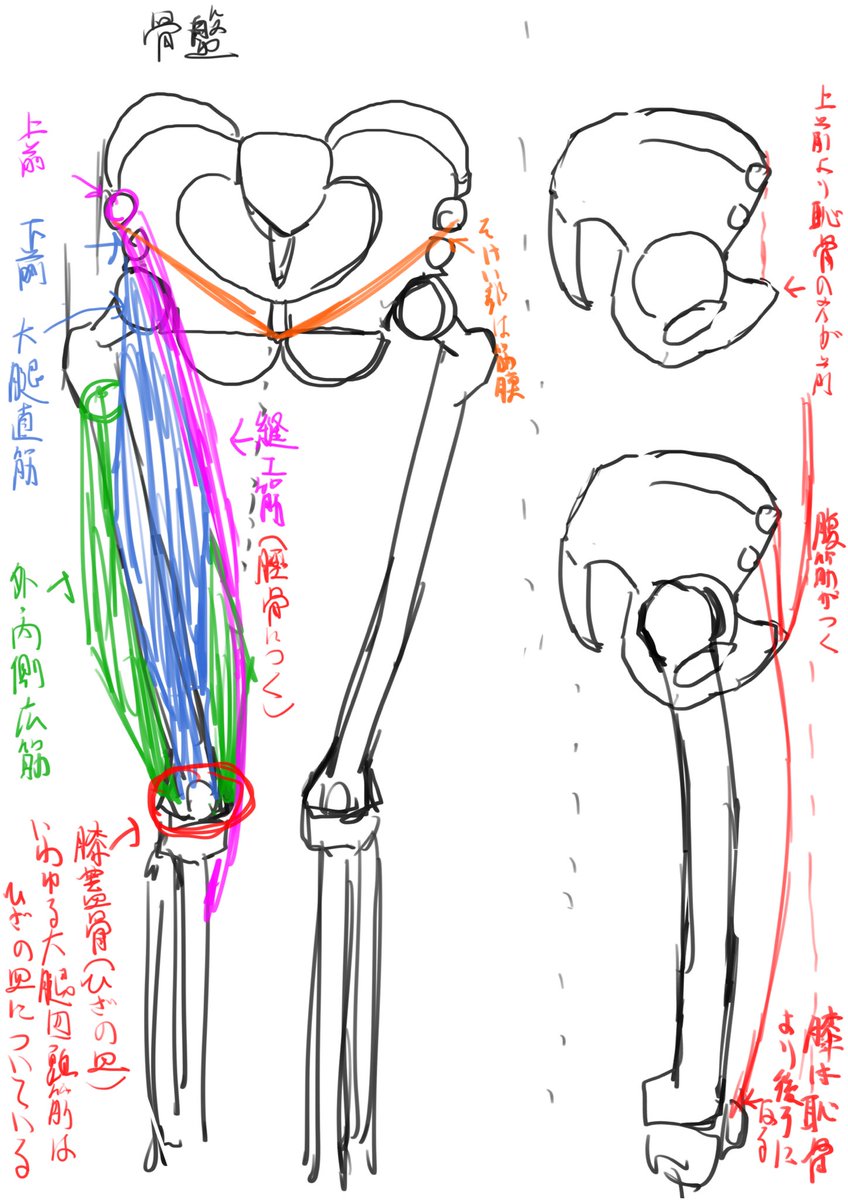 自分用メモ、ひざの皿が想像以上に重要だった件 