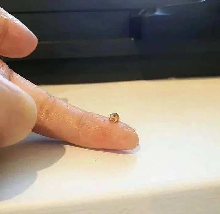 SnowpeaToru's tweet photo. Just a tiny frog to make your day better https://t.co/4G3LPglQlT