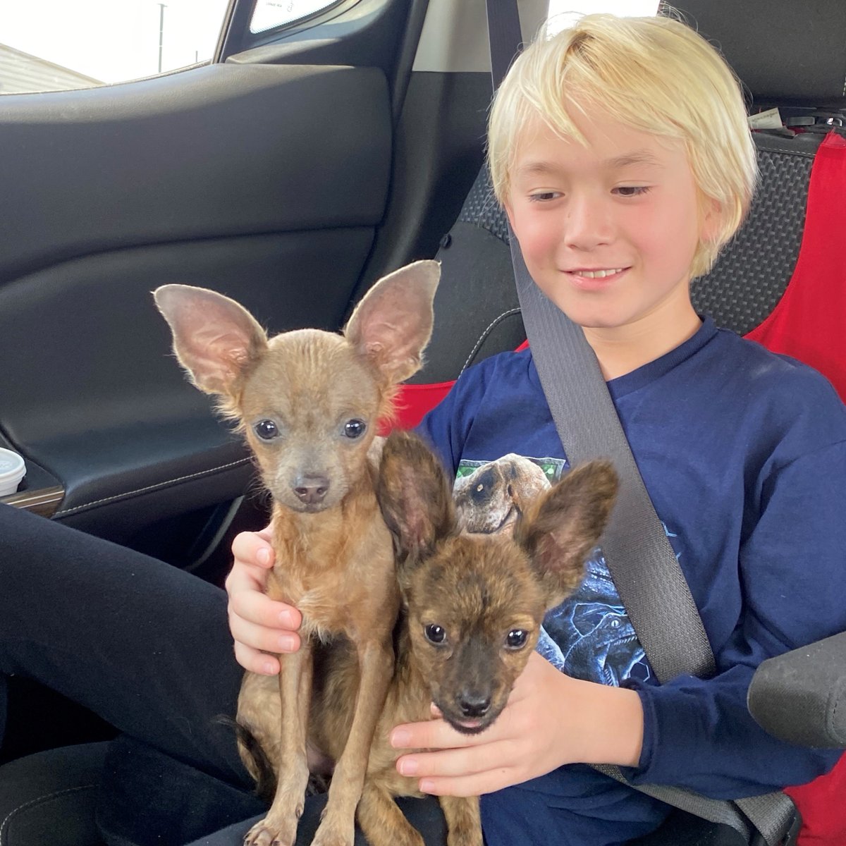 HoustonSPCA's tweet photo. Lucas and Lonnie, two Chihuahua mixes, have found their forever home! 🏡❤️ We're told they love playing with their new little boy, they go everywhere together and their wagging tails bring so much joy." 🐾❤️ #AdoptionUpdate #HappyTails #HoustonSPCA https://t.co/PH8DQ7fR5L