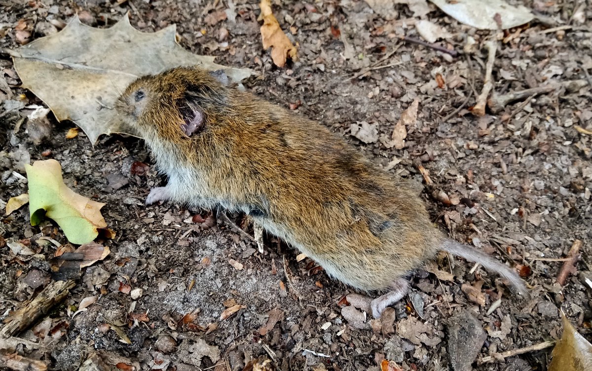 mathew frith (@frithinwood) on Twitter photo short-tailed field vole, recently dead at Bramley Bank @WildLondon, more upliftingly raven heard groanking overhead, and red kite spin-winging on a thermal, tho' a fox or blowflies will sniff this carrion out sooner <a href="/Mammal_Society/">Mammal Society</a> short-tailed field vole, recently dead at Bramley Bank @WildLondon, more upliftingly raven heard groanking overhead, and red kite spin-winging on a thermal, tho' a fox or blowflies will sniff this carrion out sooner <a href="/Mammal_Society/">Mammal Society</a>