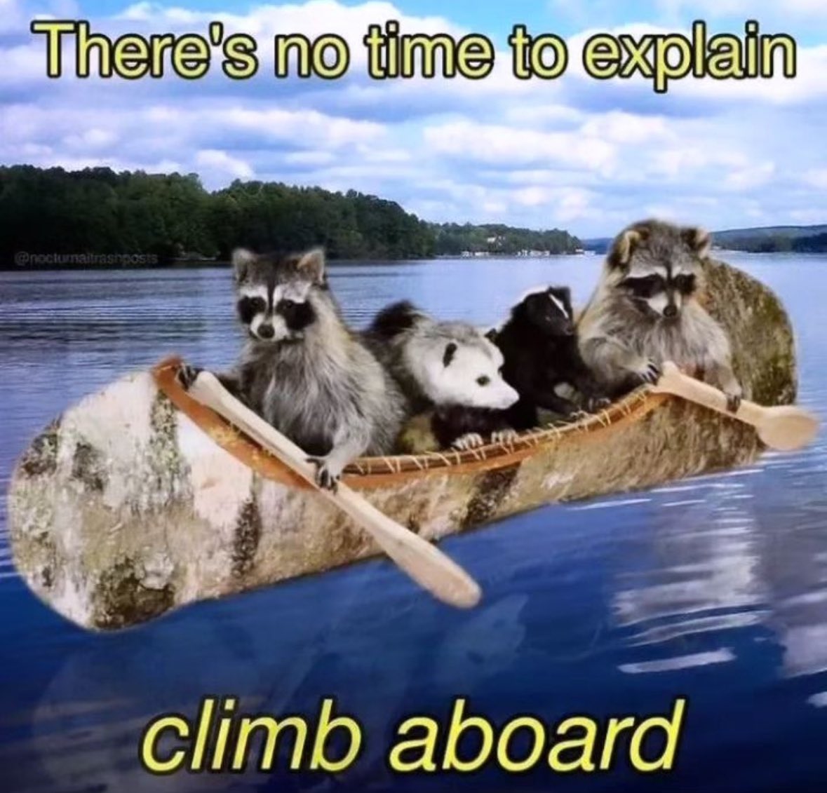 raccoon aesthetic. tweet media