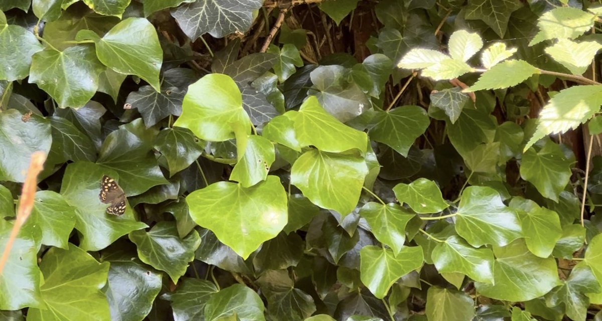Still a bit surreal when  2 Ravens fly over our garden here in Colchester just now whilst we watered the garden. Still the usual butterflies here 3 Red Ad, 3 Peacock…