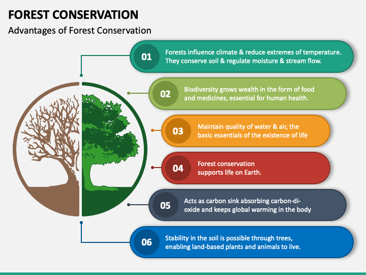 SNjonguo's tweet photo. Why Forest Preservation is Our Climate Change Weapon
#Forests #ClimateChange #Deforestation #Biodiversity #Wildfires #Flooding #Sustainability #Reforestation #Conservation #EnvironmentalAction #ClimateAction #Linkedinlead https://t.co/lPQMYvT1Zx