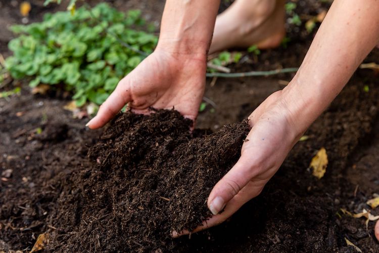 diharagirimana's tweet photo. 4 Soil sampling steps
1. Area. Ideally take 1 sample per 4ha.
2. Timing. Leave at least 3 months between the last application of fertiliser &amp; taking a sample.
3. Equipment. Use the right equipment to collect.
4. Depth. The correct sampling depth is 10cm.

Data recording for each https://t.co/KT9kcxXxMY