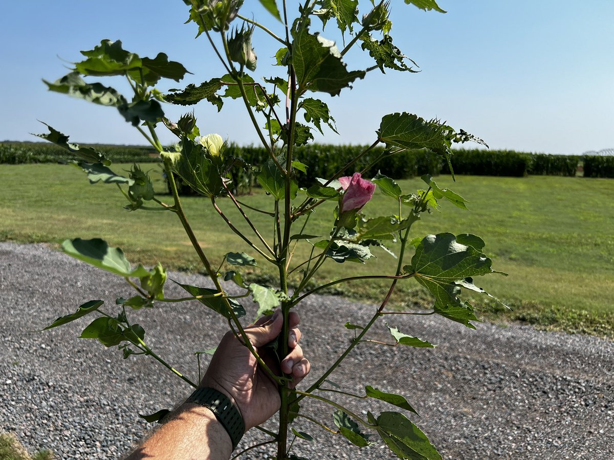 Nebraska Cotton Update: We are blooming! <a href="/DELTAPINE/">DELTAPINE</a> #bayer4ne #cotton