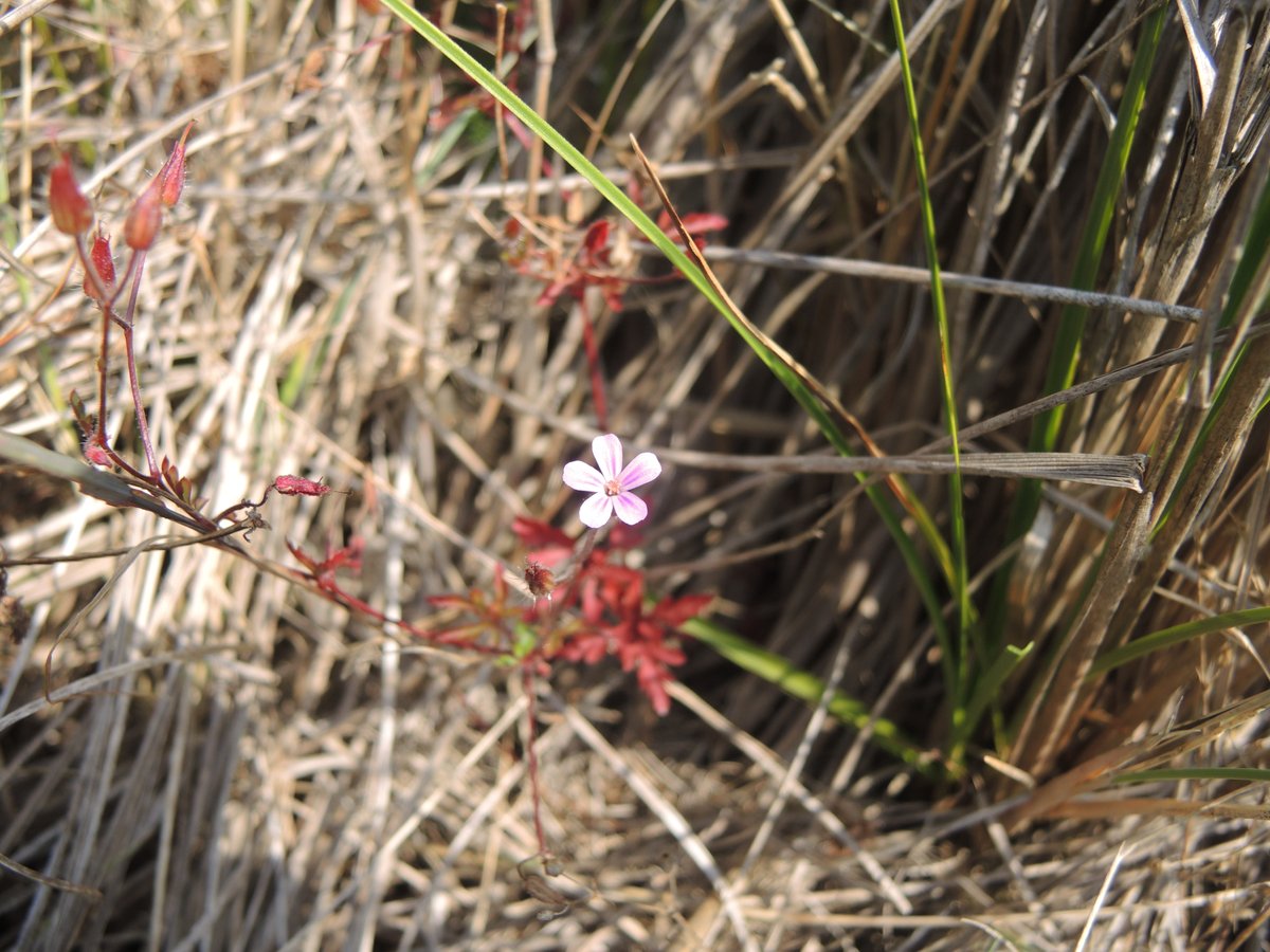 And lots of rare vascular plants too, such as Silene conica (Sand Catchfly) and Geranium purpureum (Little-Robin) 3/5