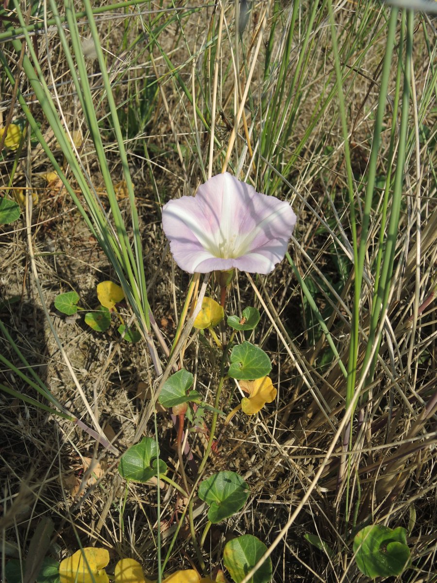 Plus loads of nice plants of dune systems, such as Eryngium maritimum (Sea Holly) and Calystegia soldanella (Sea Bindweed) 4/5
