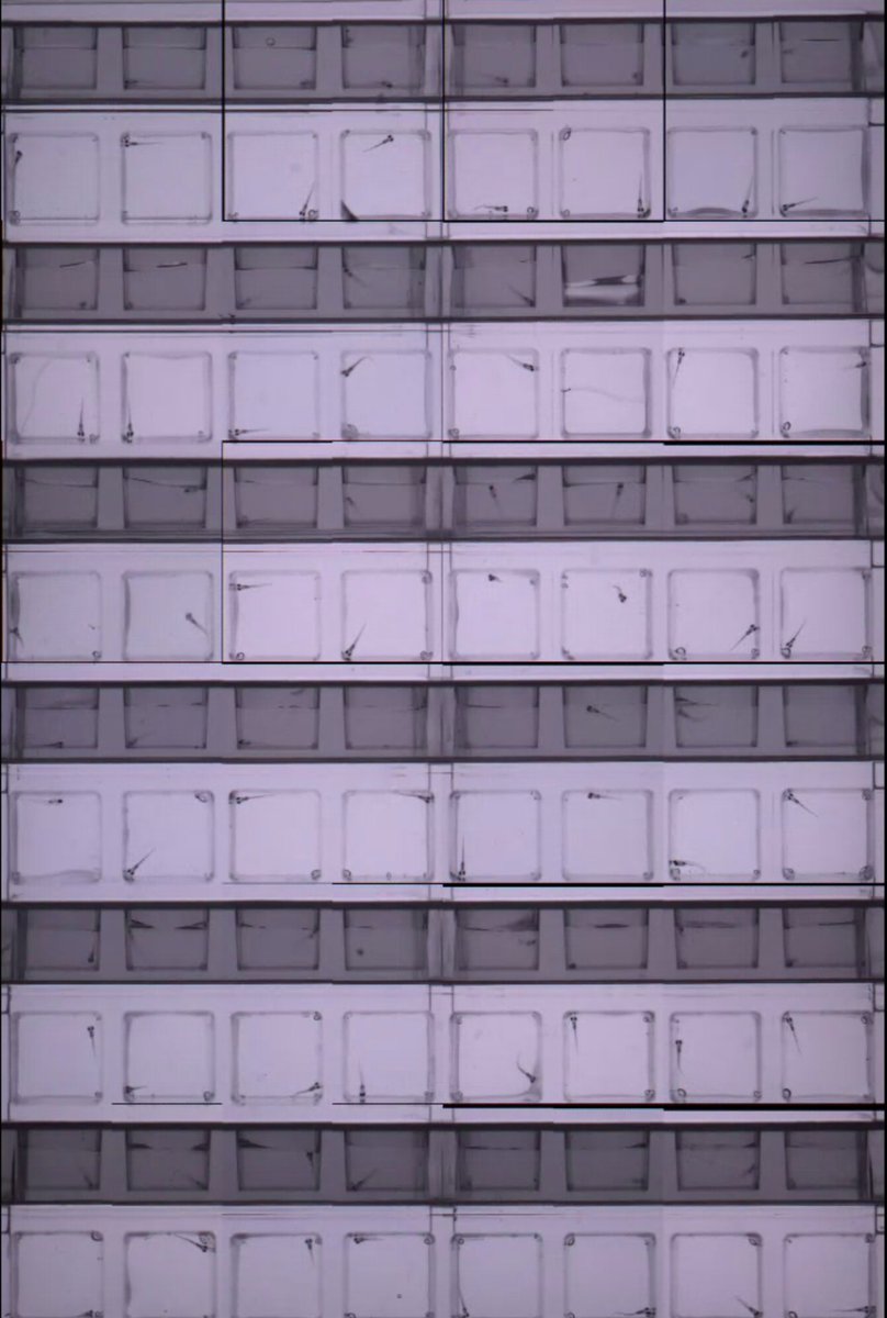 3-dimensional tracking of #zebrafish behavior at scale | <a href="/RamonaOptics/">Ramona</a>