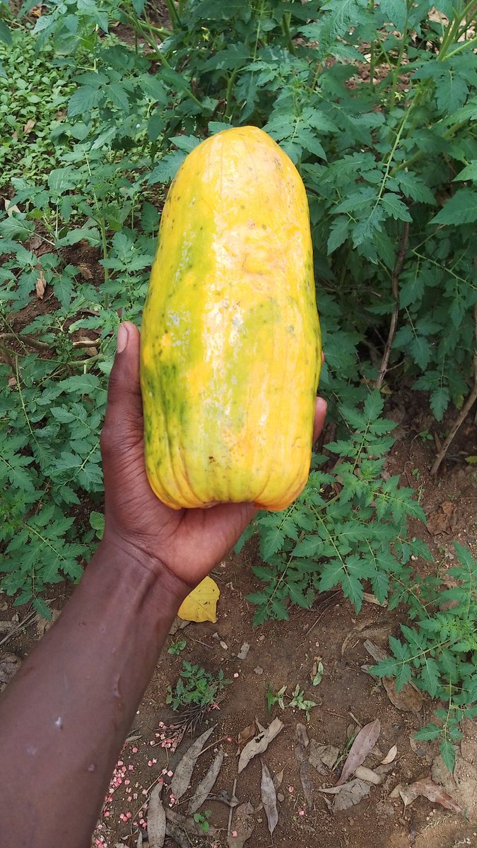 Hon. Irungu Antqn (@irunguantqn) on Twitter photo Good for your digestion problems drope your orders and questions <a href="/IrunguAntqn/">Hon. Irungu Antqn</a> and <a href="/Irungu_Antqn/">Antqn Irungu</a> Good for your digestion problems drope your orders and questions <a href="/IrunguAntqn/">Hon. Irungu Antqn</a> and <a href="/Irungu_Antqn/">Antqn Irungu</a>