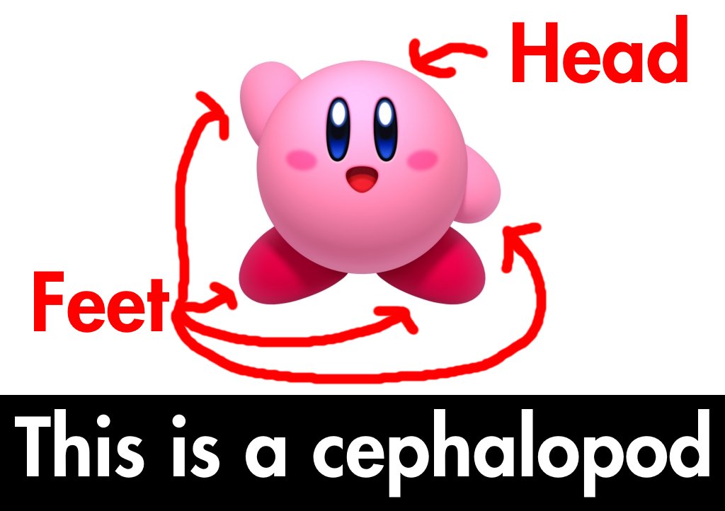 CephalopodToday's tweet image. Have you ever noticed how Kirby's limbs are directly attached to his head?