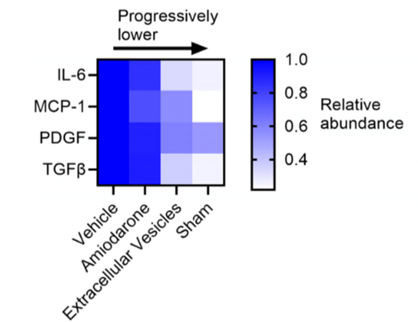 davis_ctrl's tweet image. Unlike pretreatment with amiodarone, a single injection of extracellular vesicles significantly reduces atrial cytokine levels and inflammation linked to postoperative arrhythmias. 🔗doi.org/10.1016/j.jace…