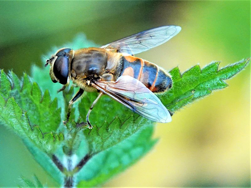 Here are Ed Wilson's sightings from today at Priorslee Lake and The Flash, Telford, Shropshire <a href="/sosbirding/">ShropshireBirdingNews</a> <a href="/BC_WestMids/">West Midlands Butterfly Conservation</a> <a href="/My_Wild_Telford/">My Wild Telford</a> <a href="/BTO_Shropshire/">BTO Shropshire</a> <a href="/ShropBotany/">Shropshire Botany</a>

Today's Photo: A male Common Dronefly (Eristalis tenax)

friendsofpriorsleelake.blogspot.com/2024/08/1-aug-…