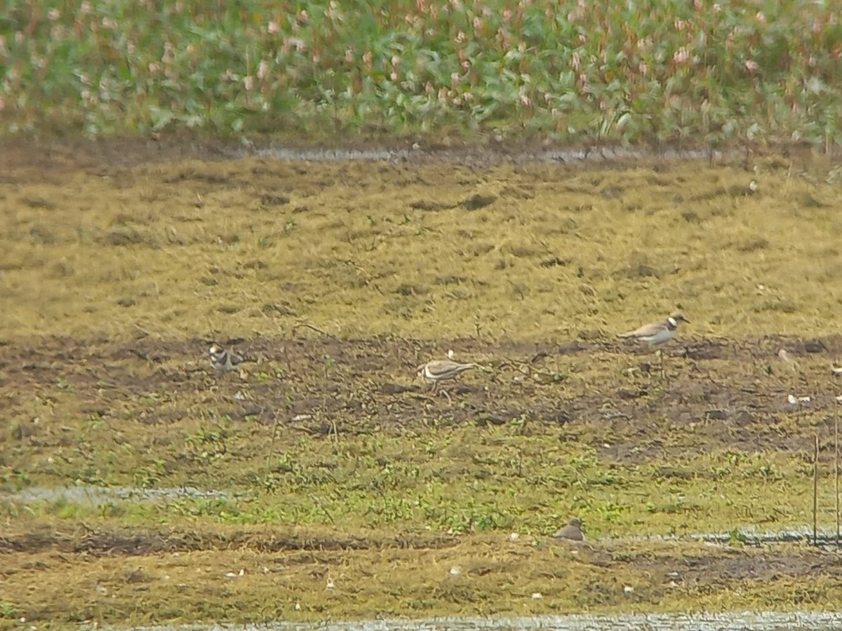 Two long overdue patch tick at Stithians this evening - Barnacle Goose and 3 LRPs take my uni 10km radius list to 218! Also 4 Wood Sands present and showing well from Stuart Hutchings Hide <a href="/ej_cornelius/">Elliott Cornelius</a> <a href="/CBWPS1/">Cornwall Birds</a>