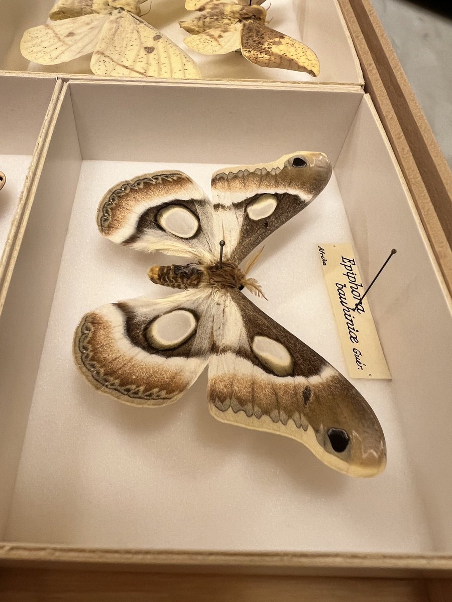 Fab day showing <a href="/Lou_A_Ashton/">Louise Ashton</a> the Evolutionsmuseet #entomology collections at @UU_University <a href="/uppsalauni/">Uppsala universitet</a> - lots of beautiful Lepidoptera, including some Linnésamlingen. Thanks for visiting! #Evolutionsmuseet #entomology #Linnaeus #NaturalHistory #Biodiversity
