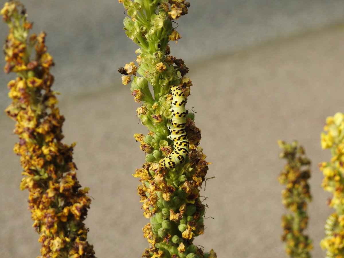 First bird I saw at #LMGP this morning was this huge looking Great White Egret, # 130 for the patch year list. Also found a couple of Striped Lychnis caterpillars on an unmown Dark Mullein right next to a busy road - new for patch <a href="/UpperThamesBC/">BC Upper Thames</a>