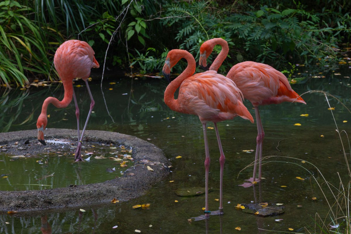 PghZoo's tweet photo. Did you know the Zoo's flamingos are named after drinks? Let your spirits fly this Saturday, August 3, as we present Zoo Brew: Flock Party! Enjoy craft beer samples from the area's finest breweries.  For tickets➡️ https://t.co/jstrnRD4IT 🦩🦩🦩 https://t.co/3KJgbLkjeb