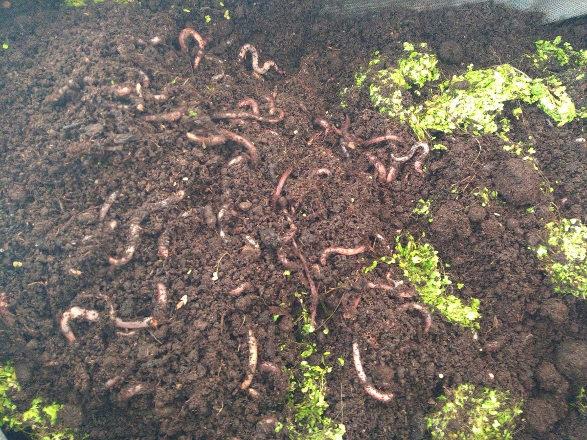 Keywater Fisheries tweet media