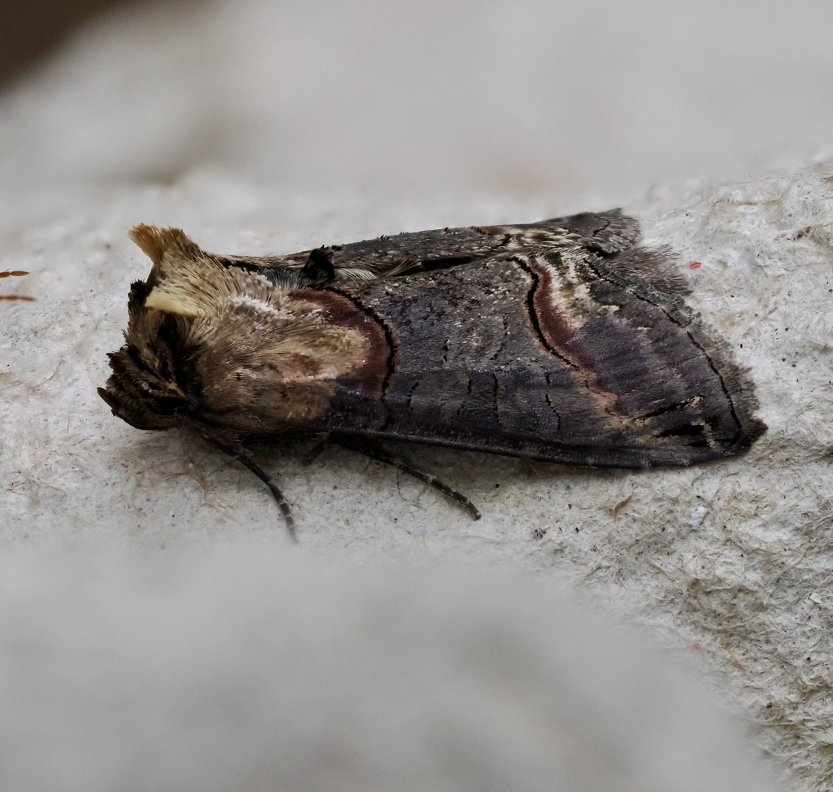 Topknot Crew 💚🤍❤️ (@topknot_crew) on Twitter photo Two households, both alike in dignity, In fair Southampton, where we lay our scene… So can someone kindly explain to me how to distinguish the Spectacle from the Dark Spectacle? They always turn out to be Spectacles! <a href="/MOTHIDUK/">UK Moth Identification</a> #mothsmatter #teammoth Two households, both alike in dignity, In fair Southampton, where we lay our scene… So can someone kindly explain to me how to distinguish the Spectacle from the Dark Spectacle? They always turn out to be Spectacles! <a href="/MOTHIDUK/">UK Moth Identification</a> #mothsmatter #teammoth