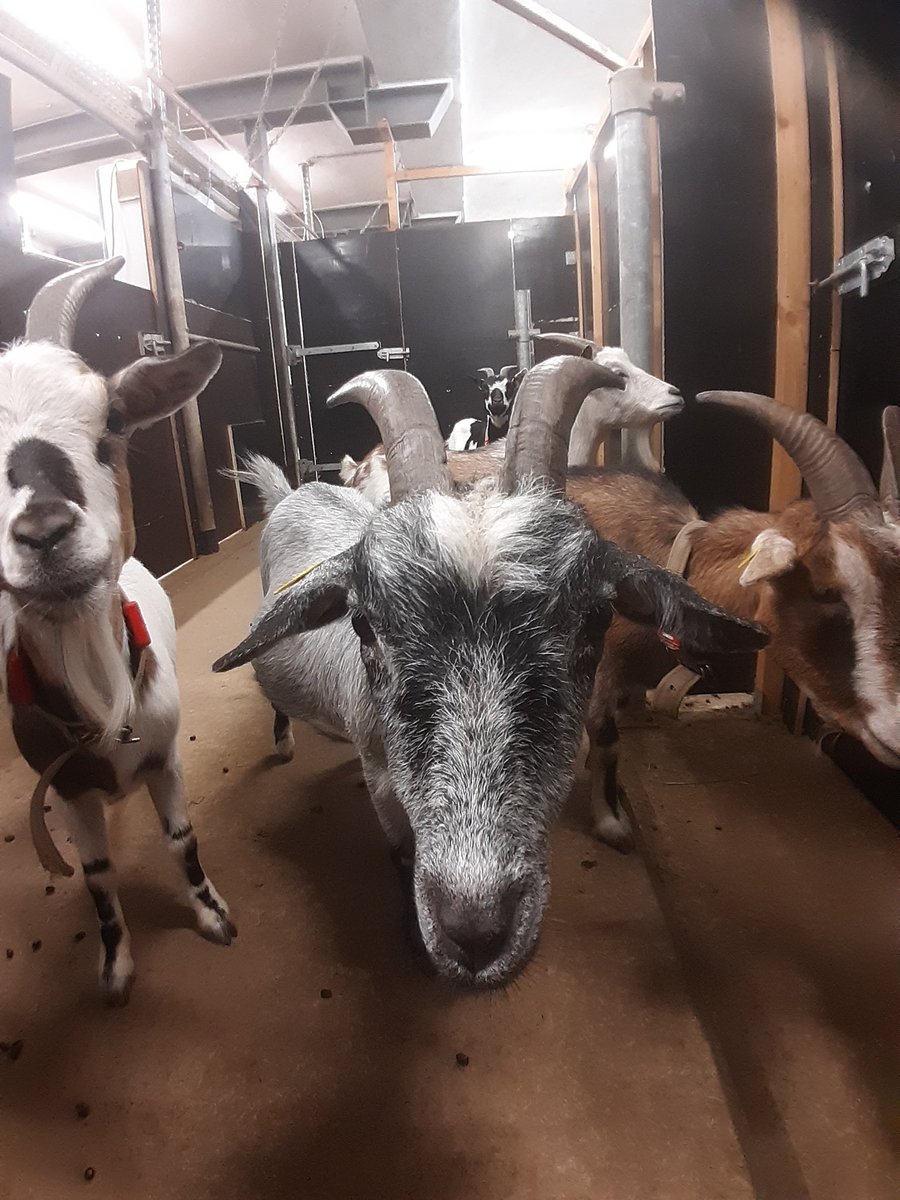 The gang