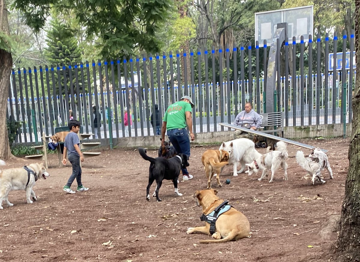 Null_Namee's tweet photo. Si tú perro va con paseadores en la Colonia Del valle está siendo maltratado.

Estas personas siempre llevan alrededor de 20 perros a la zona canina de el parque Tlacoquemécatl, el día de hoy vi como el hijo (playera gris) golpeaba con puño cerrado a un perrito en la cara 👇🏻 https://t.co/PycxM0P5a7