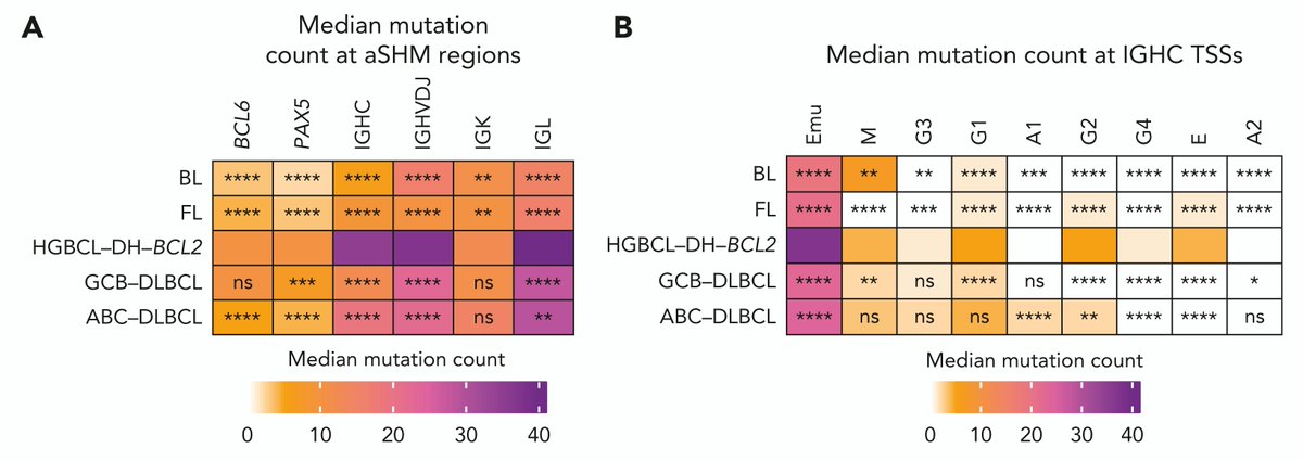 lk_hilton's tweet photo. We hypothesized that more widespread SHM in DH-BCL2 could create more opportunities for MYC-R. Consistent with this, we found elevated SHM at IG and non-IG loci, as well as at Eµ and class switch acceptor regions, in DH-BCL2 compared to BL, FL, and DLBCL. https://t.co/C5jMLDQvCQ