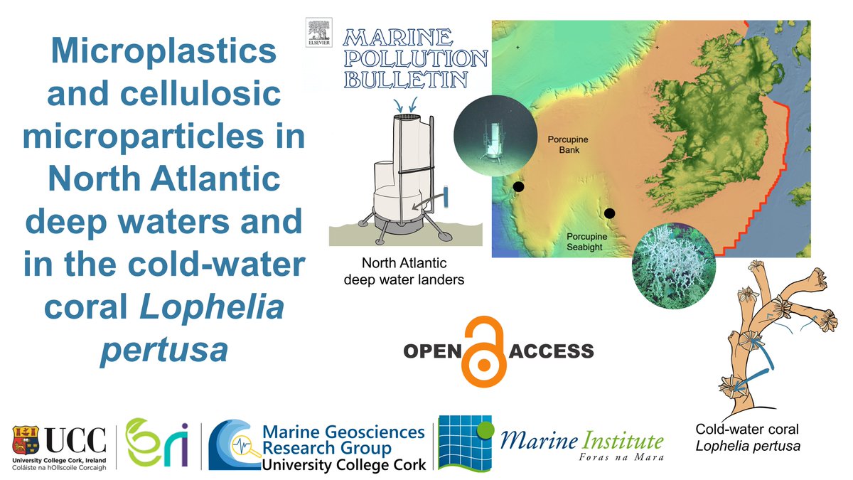 New #openaccess paper! Our deep sea paper has been published in Marine Pollution Bulletin. 

🪸 First environmental record of microparticle adsorption/ingestion by cold-water corals.

🌊Lower microparticle concentrations at greater depths.

Read more: doi.org/10.1016/j.marp…