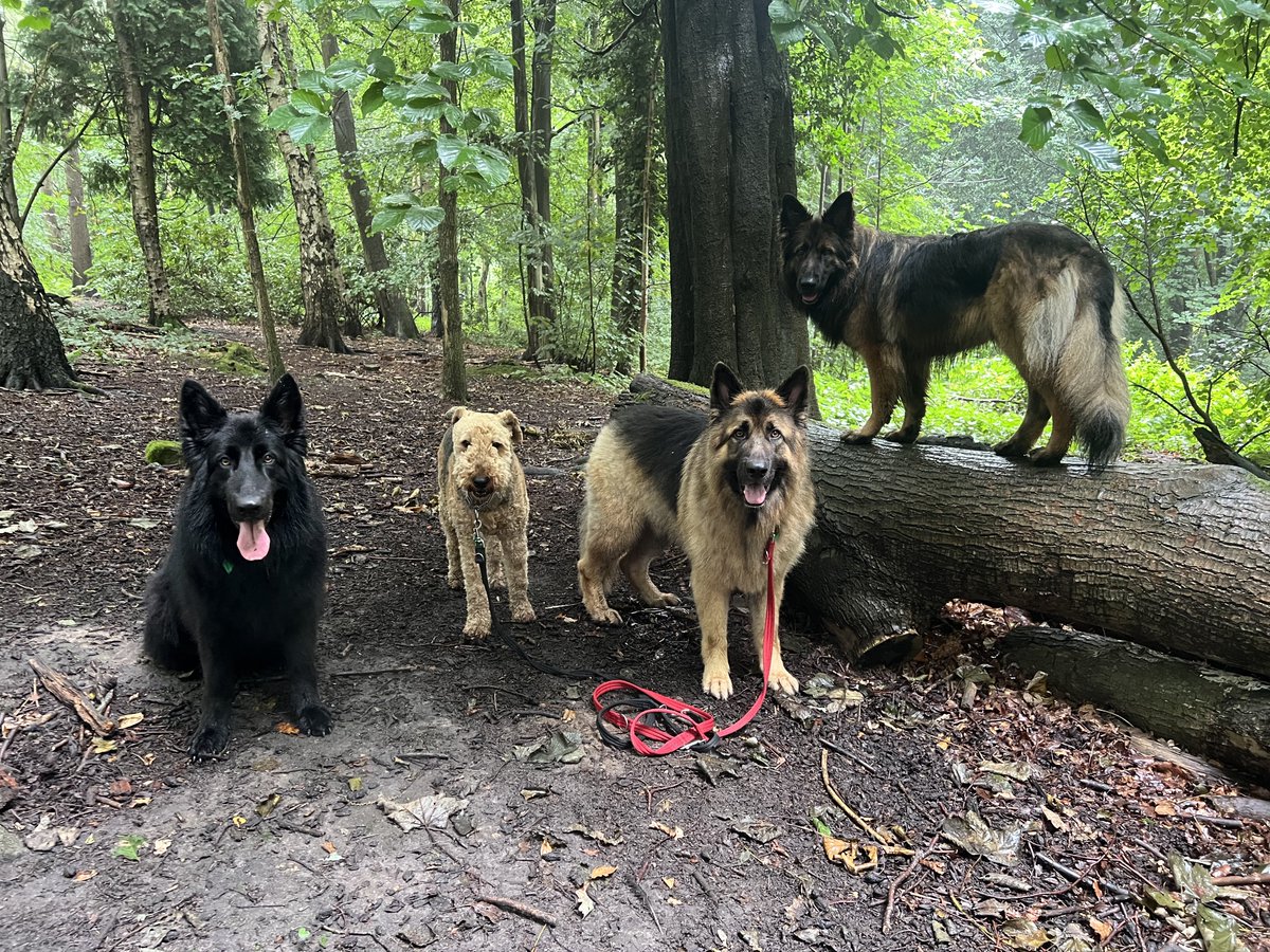 ForRover's tweet image. Oh happy days! Great work today pooches 😁 the 3rd and 4th picture is my friend’s Pomsky (she’s as big as a husky!) Luna. He’s a dog walker also and we walk at the same place every day. I’ve known her a long time and she’s a delight to have along for walkies.