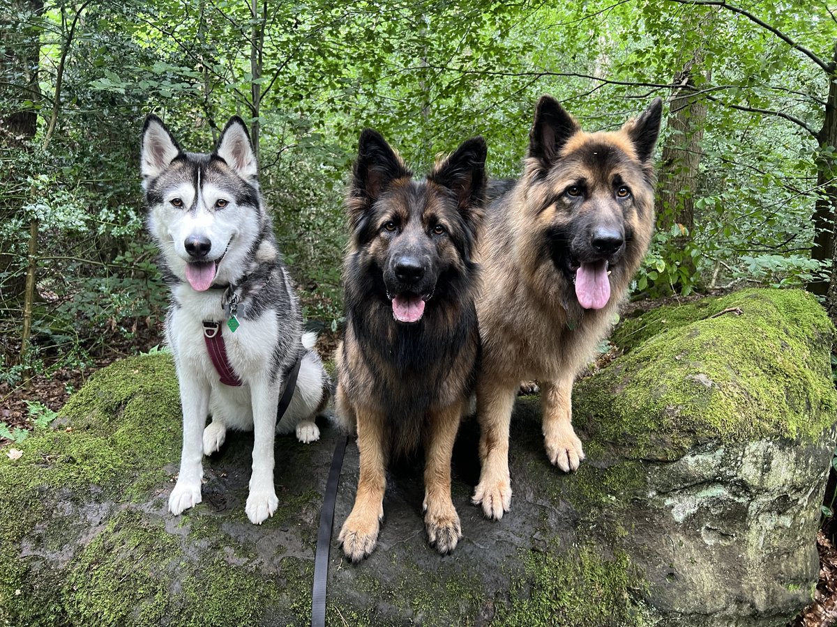 ForRover's tweet image. Oh happy days! Great work today pooches 😁 the 3rd and 4th picture is my friend’s Pomsky (she’s as big as a husky!) Luna. He’s a dog walker also and we walk at the same place every day. I’ve known her a long time and she’s a delight to have along for walkies.