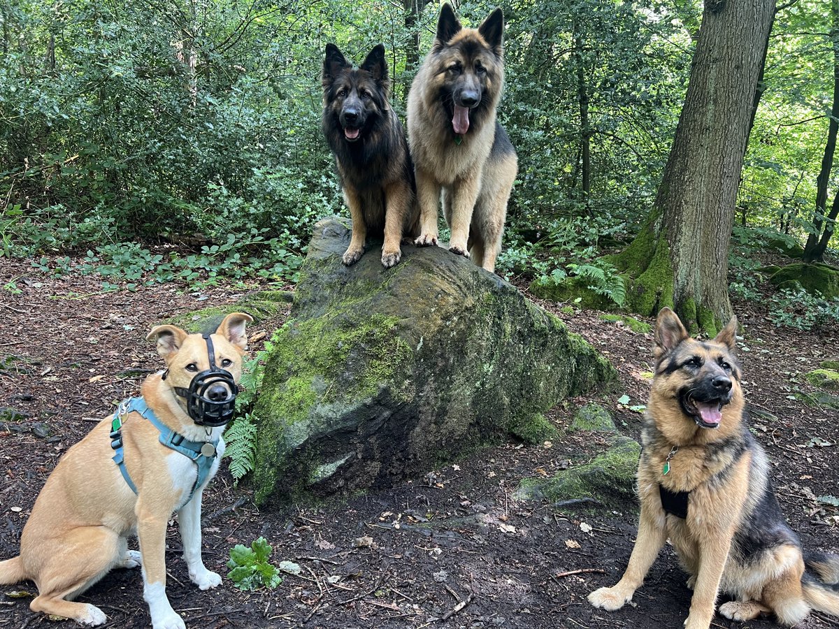 ForRover's tweet image. Oh happy days! Great work today pooches 😁 the 3rd and 4th picture is my friend’s Pomsky (she’s as big as a husky!) Luna. He’s a dog walker also and we walk at the same place every day. I’ve known her a long time and she’s a delight to have along for walkies.