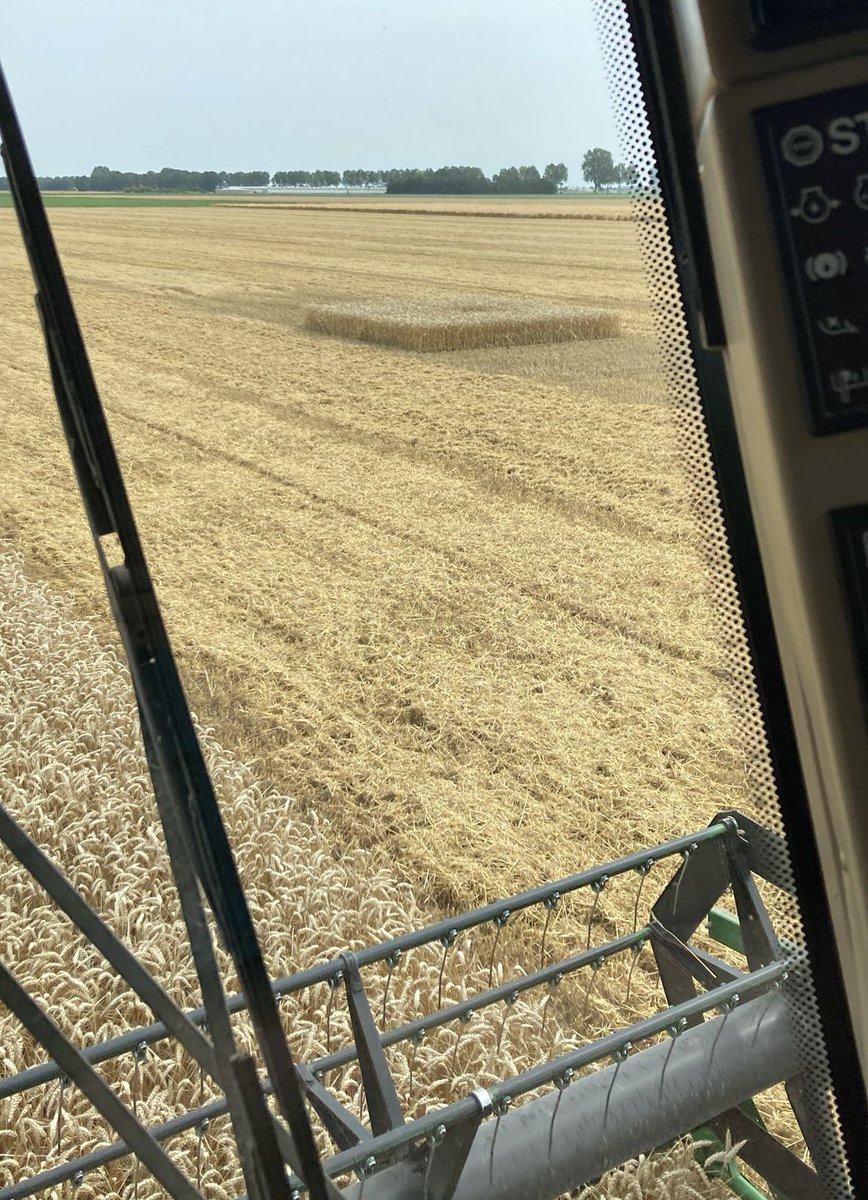 Verrassing ten top in onze wintertarwe vandaag.., de combine machinist gaat vlak langs een nest met #bruinekiekendief Uiteraard is er omheen gemaaid. En dat gewoon bij een gangbare boer vlak bij Tollebeek.., mooi toch..