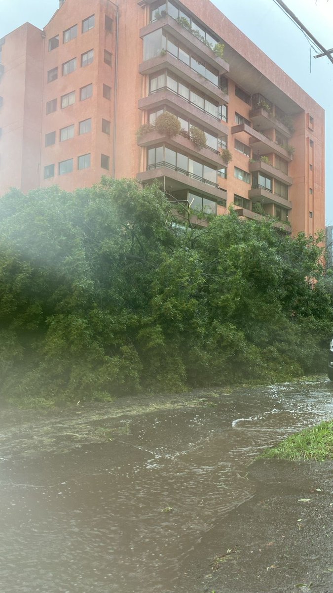 temucotv's tweet photo. 🟠 Ahora: nuestros seguidores reportan caída de #arbol en calle Recreo, altura del edificio #loscolonos https://t.co/bfvqfSH0Gu